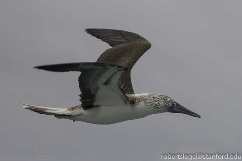 galapagos